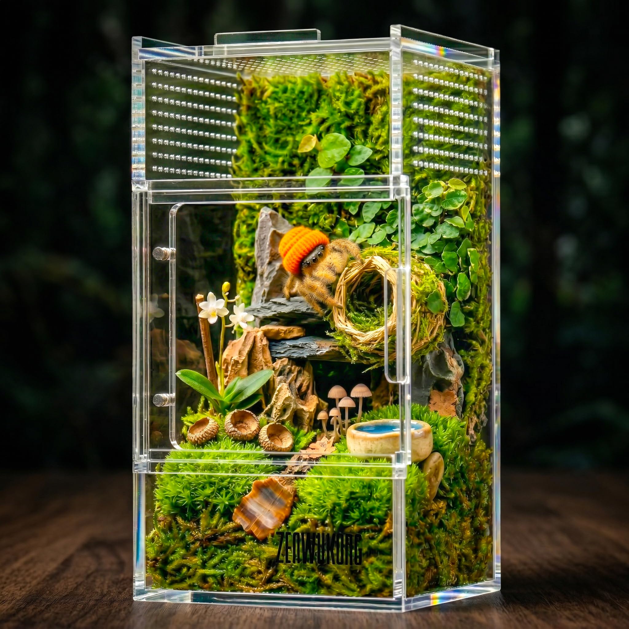 Terrarium ZenWUKONG en acrylique clair pour observer facilement les araignées sauteuses.
