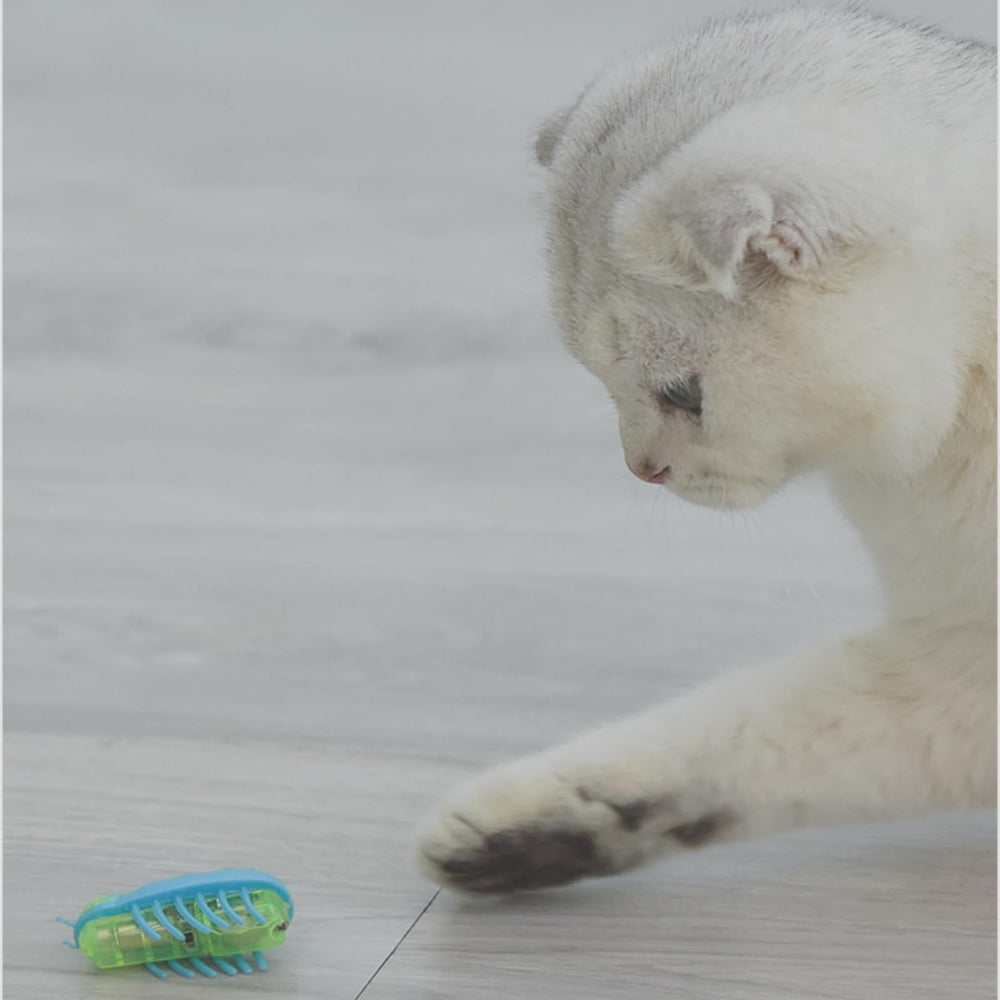 Ensemble d entraînement Zerodis pour chaton, pratique et amusant.