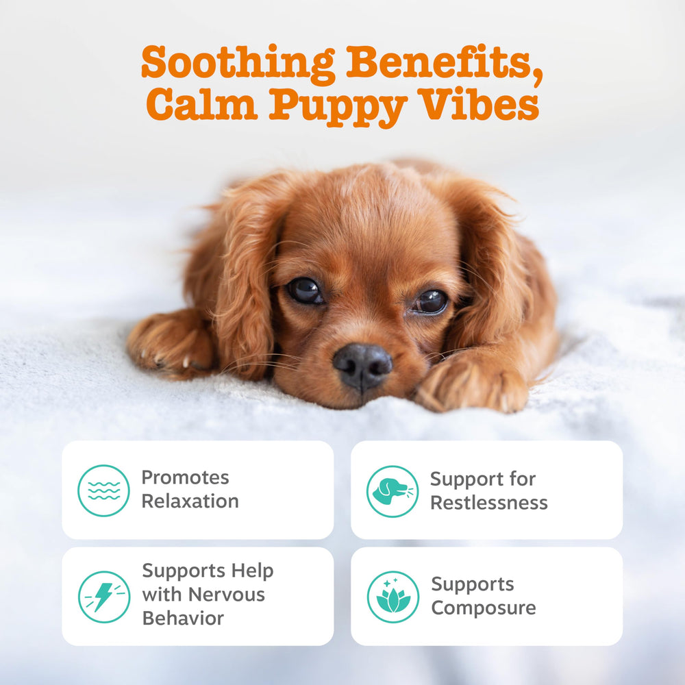 Zesty Paws Calming Chews – ingrédients Suntheanine pour relaxation potentielle des chiots