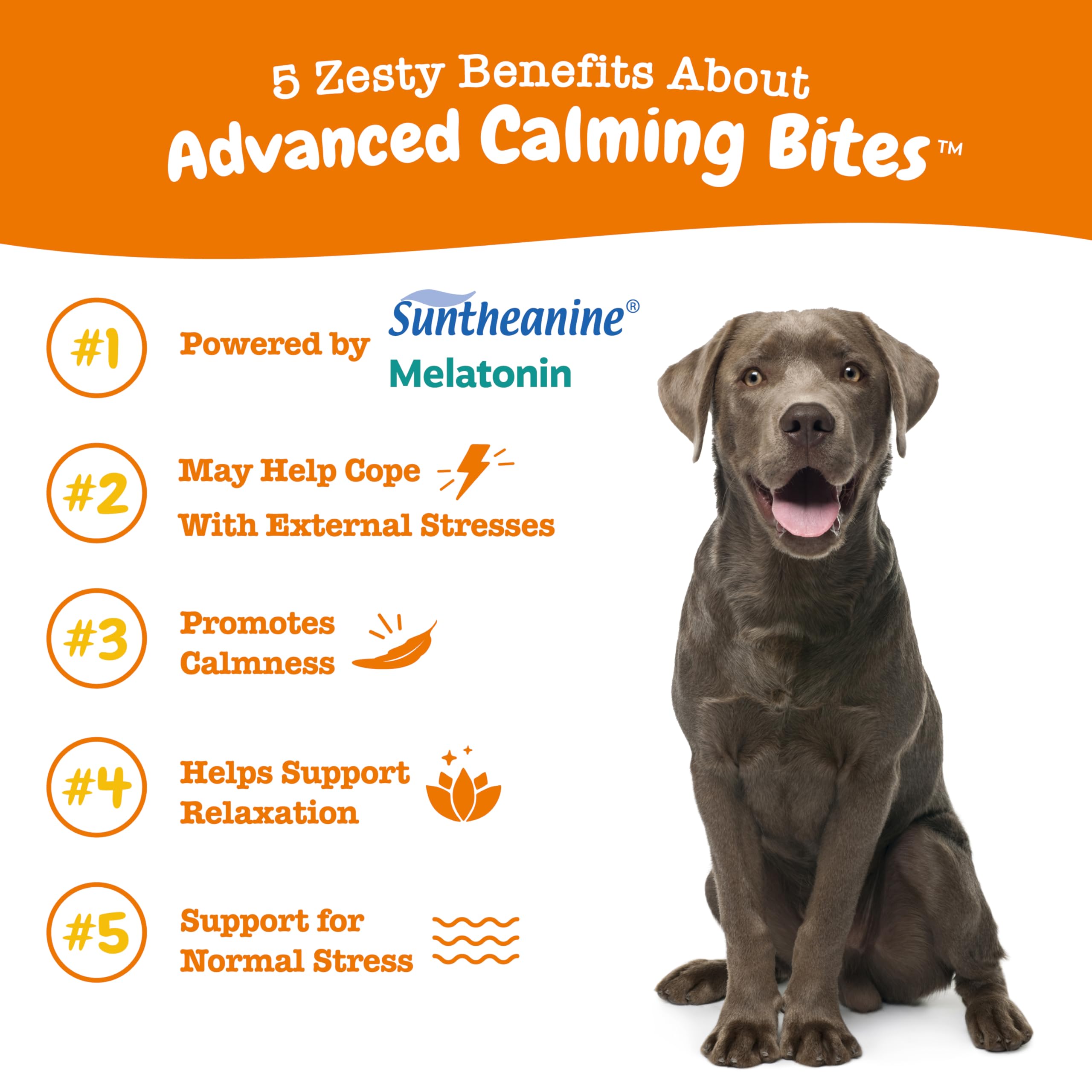 Chien détendu après ingestion des bouchées Zesty Paws apaisantes.