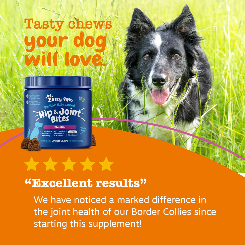 Friandises molles quotidiennes – routine mobilité chien Zesty Paws.