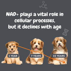 Zesty Paws Niagen, énergie cellulaire potentielle pour chien