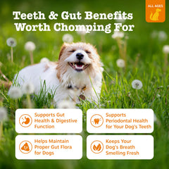 Zesty Paws OraStix baton-probiotique-estomac: favorise la flore intestinale et le confort.