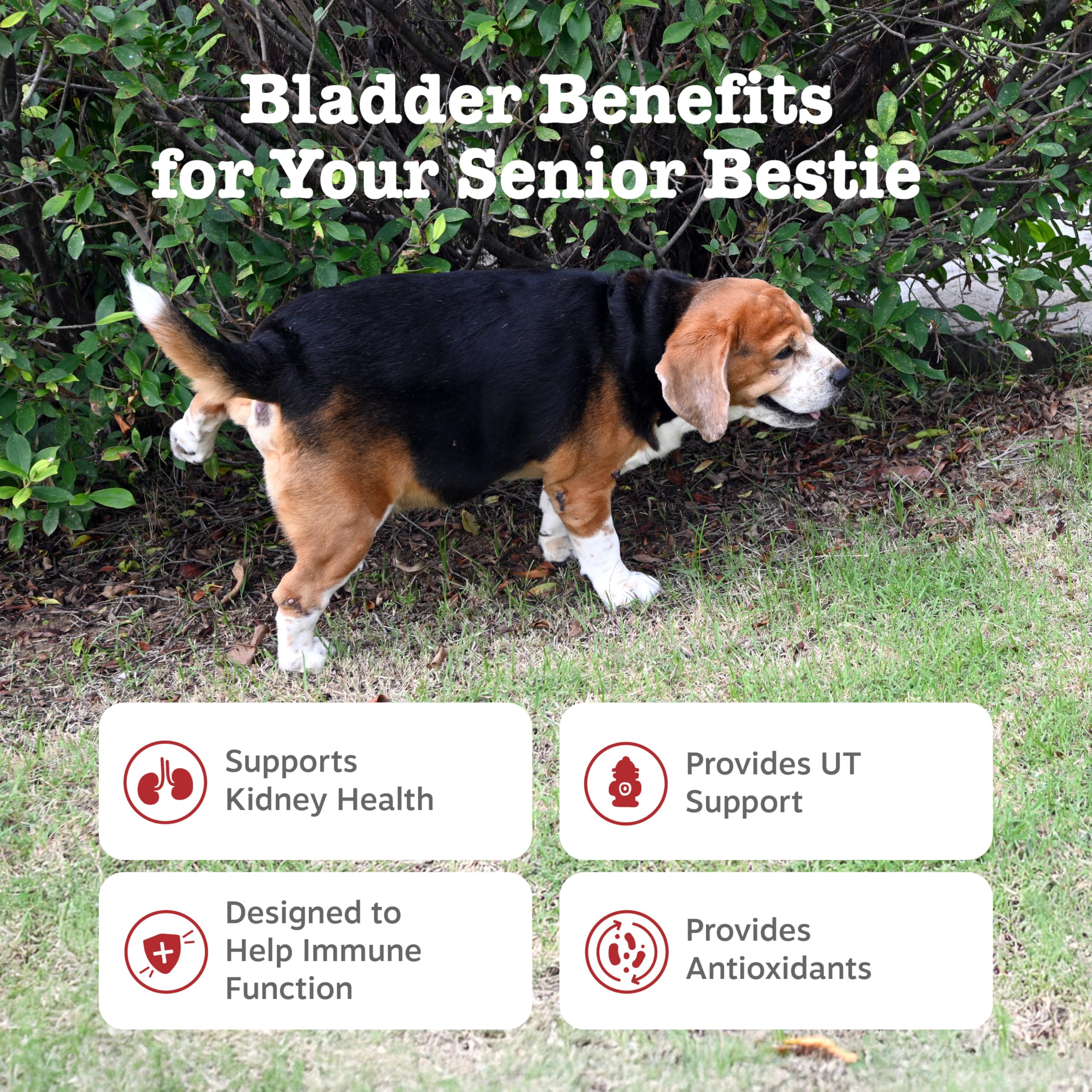 Zesty Paws Senior Cranberry bouchées ouvertes, soutien immunitaire et digestif potentiel.