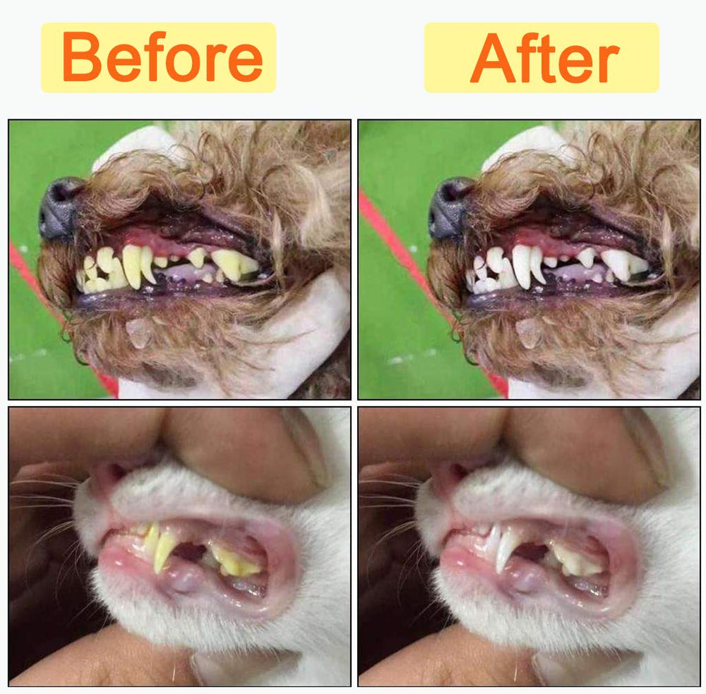 Zeyaa pour chiens et chats: scénario de brossage simplifié et efficace.