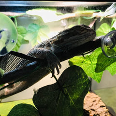 Conçu pour reptiles grimpeurs, Zhuohai offre confort et sécurité.