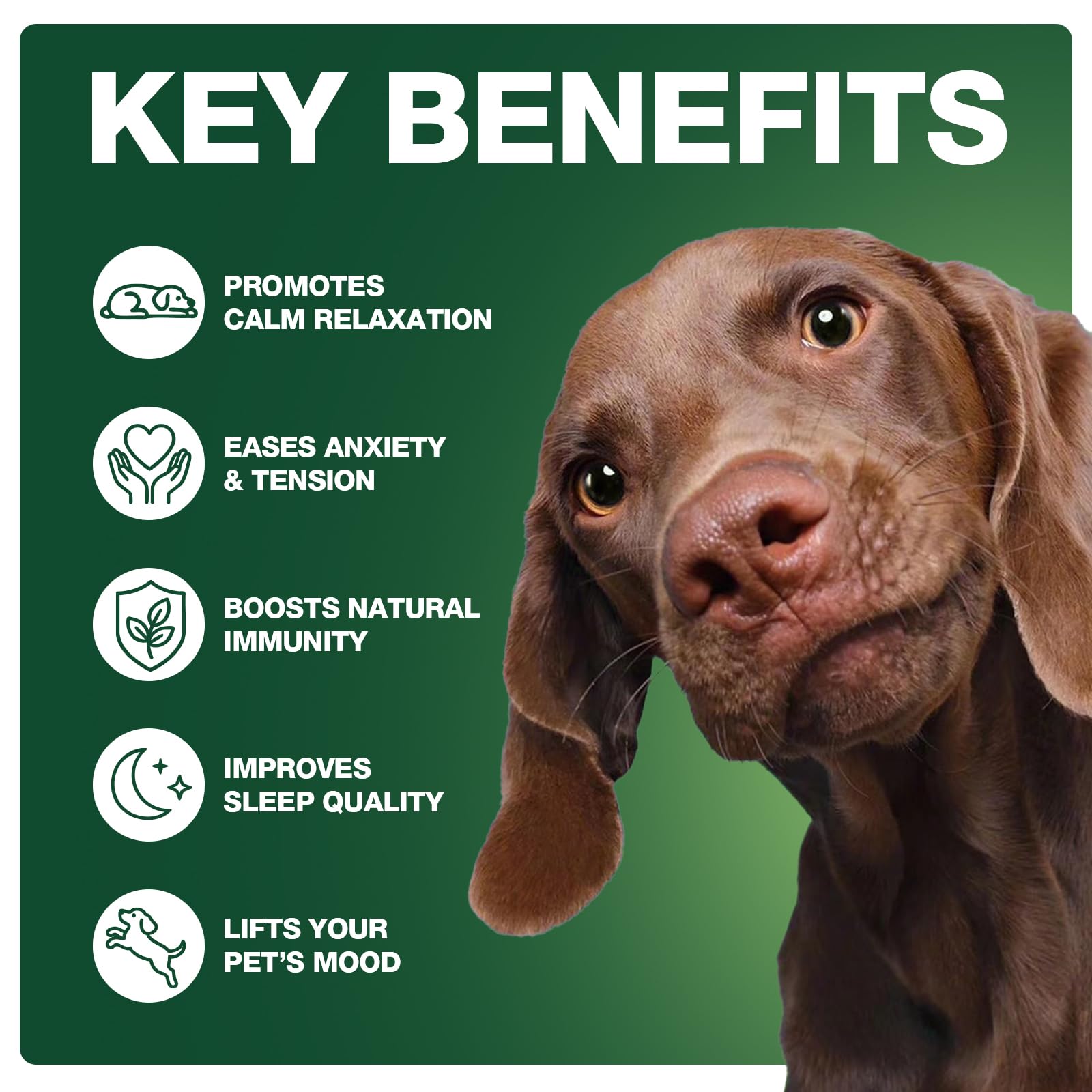 Chiens calmes en voyage avec ZiehooGe – usage pratique lors des déplacements
