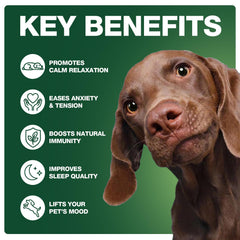 Chiens calmes en voyage avec ZiehooGe – usage pratique lors des déplacements