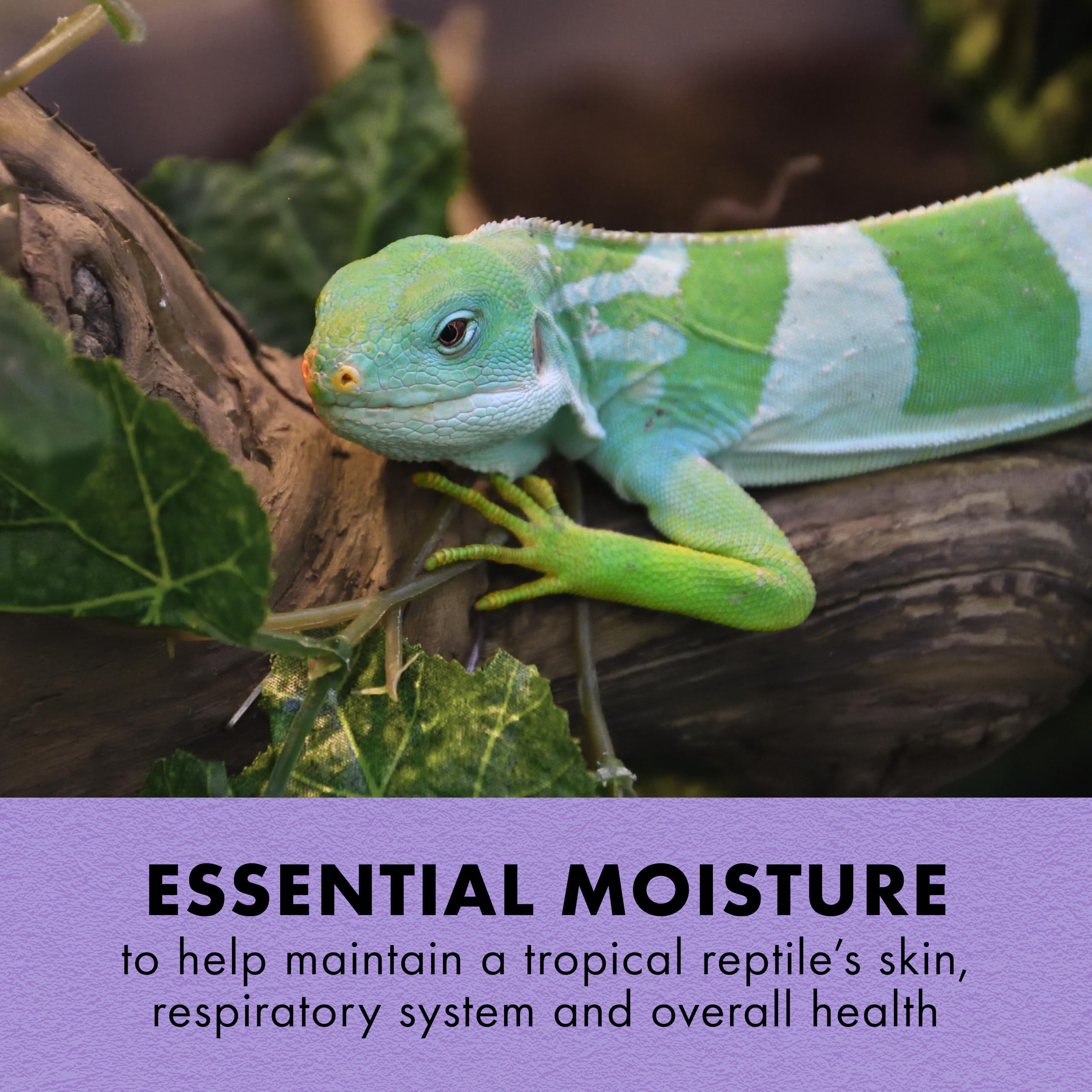 Zilla Tropical Mist – etiquette: identification rapide et application pratique.