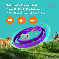 Collier ZingZap libération lente des actifs naturels pour une protection durable