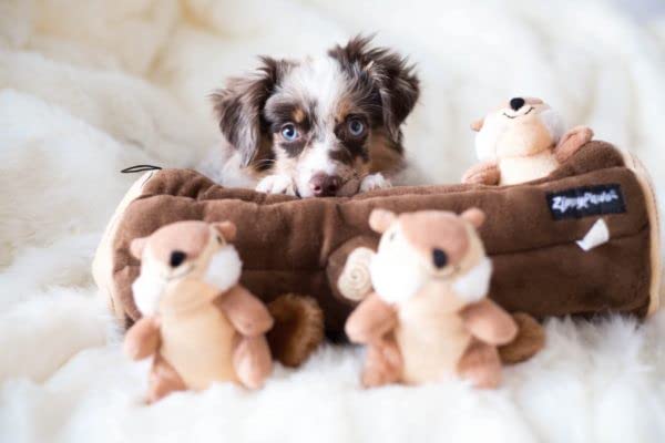 ZippyPaws Burrow : peluche adaptée chiots et chiens adultes.