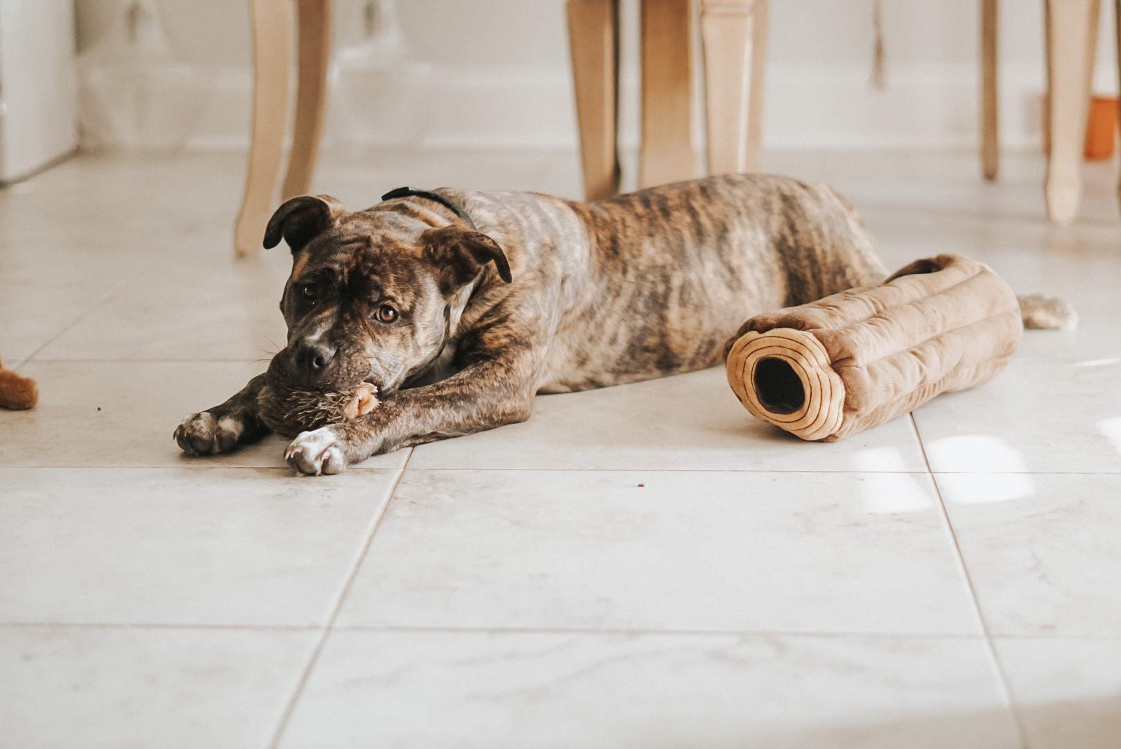 ZippyPaws Burrow : stimulation mentale grâce à des puzzles interactifs et enrichissants.