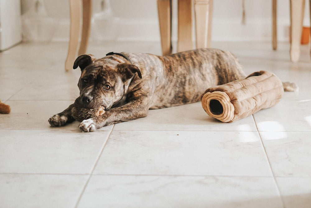 ZippyPaws Burrow : stimulation mentale grâce à des puzzles interactifs et enrichissants.