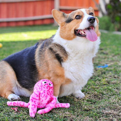 ZippyPaws Gelee Flasque Calin Peluche: compagnon sûr pour des moments calmes.