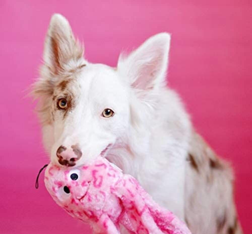 ZippyPaws Gelee Flasque Jeu Interactif: jouet attractif qui capte l'attention.