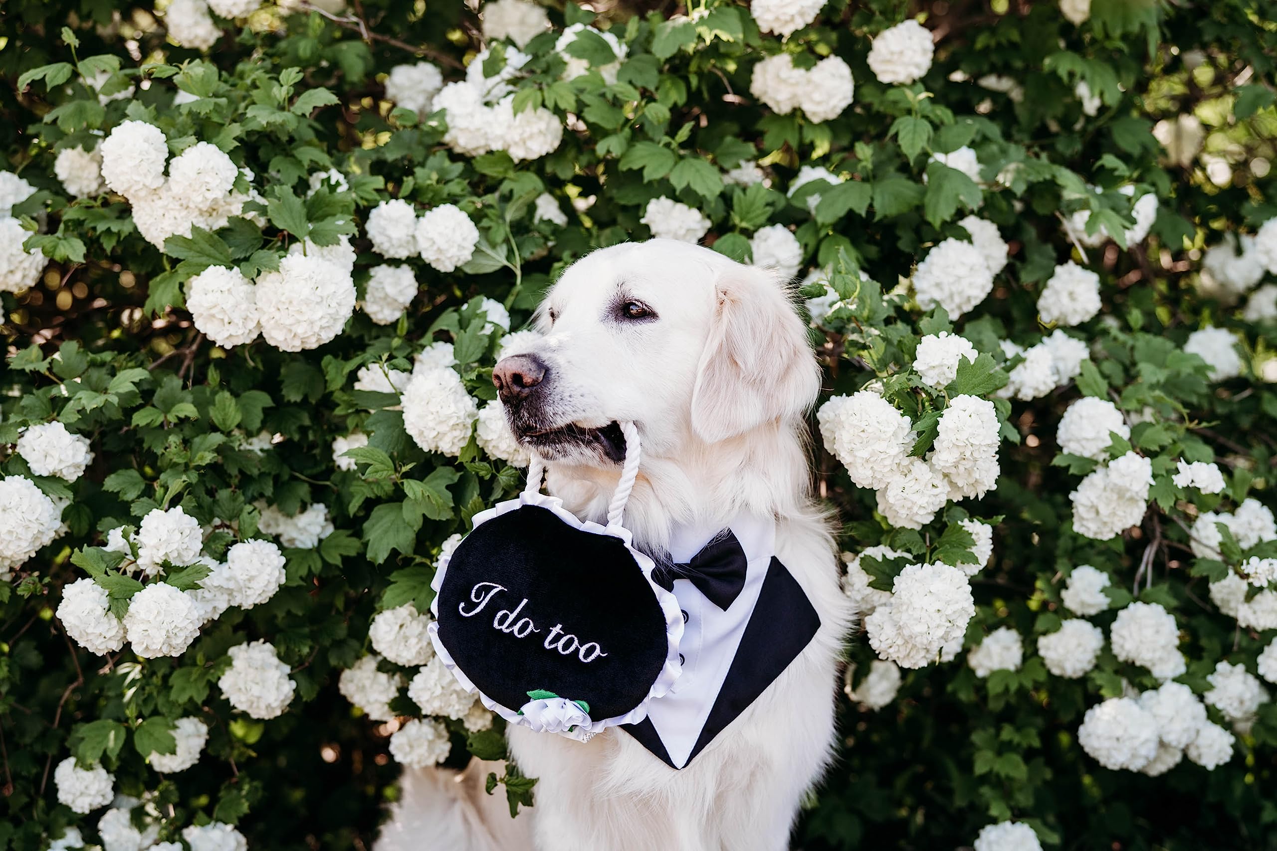 ZippyPaws Tout-en-un – jouet adapté à toutes les tailles.