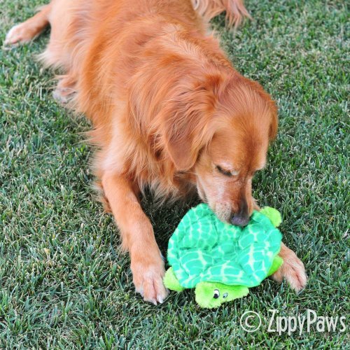 ZippyPaws Squeakie Crawler Tortue mignonne, parfait pour tirage et rapport.