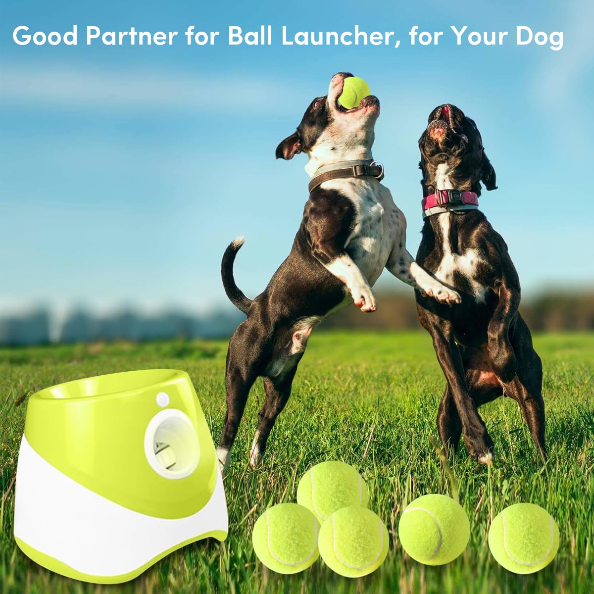 ZIYIZE balles tennis à couleurs vives, haute visibilité pour le fetch.