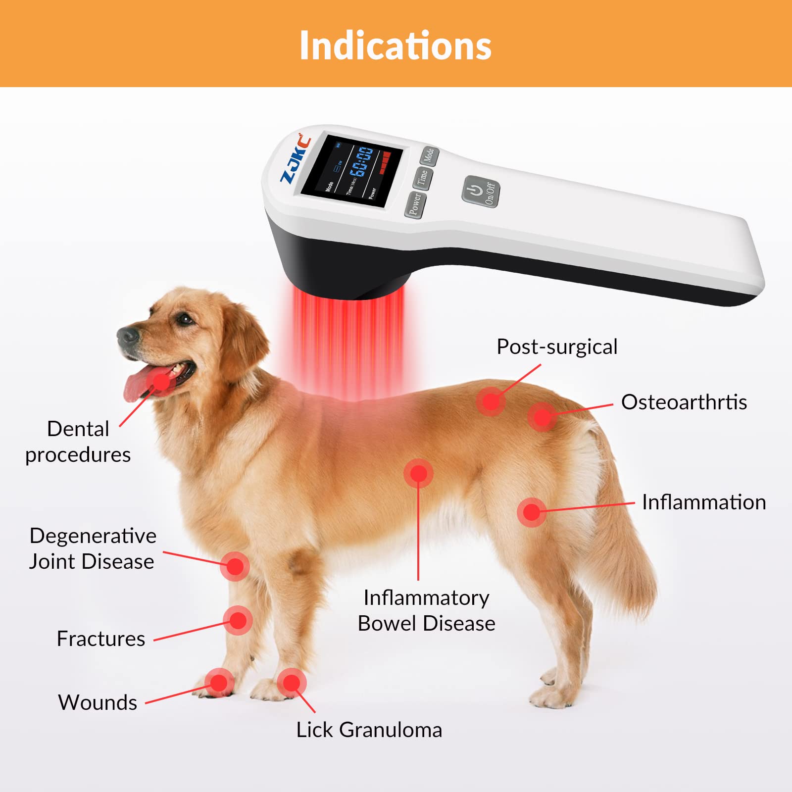 ZJKC: séance laser pour chiens et soulagement des douleurs articulaires.