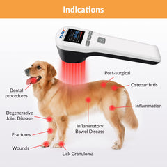ZJKC: séance laser pour chiens et soulagement des douleurs articulaires.