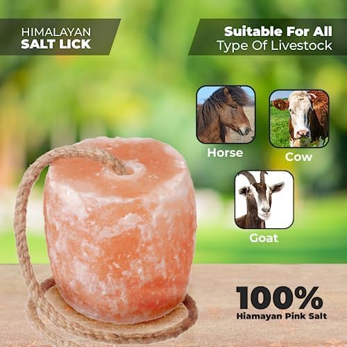 ZK Sel Himalaya: bloc 2-lbs durable pour l'accès continu.