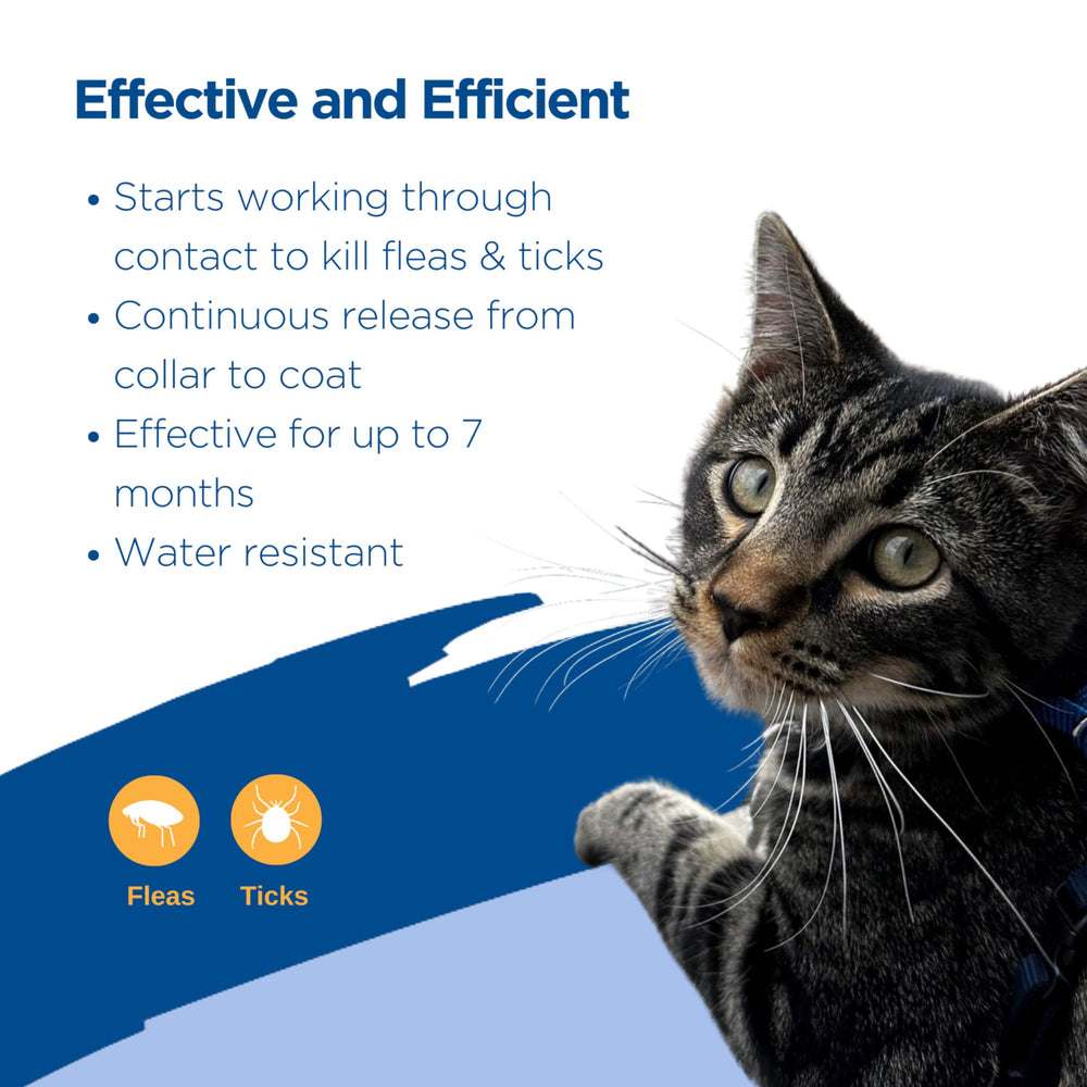 Protection continue jusqu à 7 mois avec le collier Zodiac pour chat