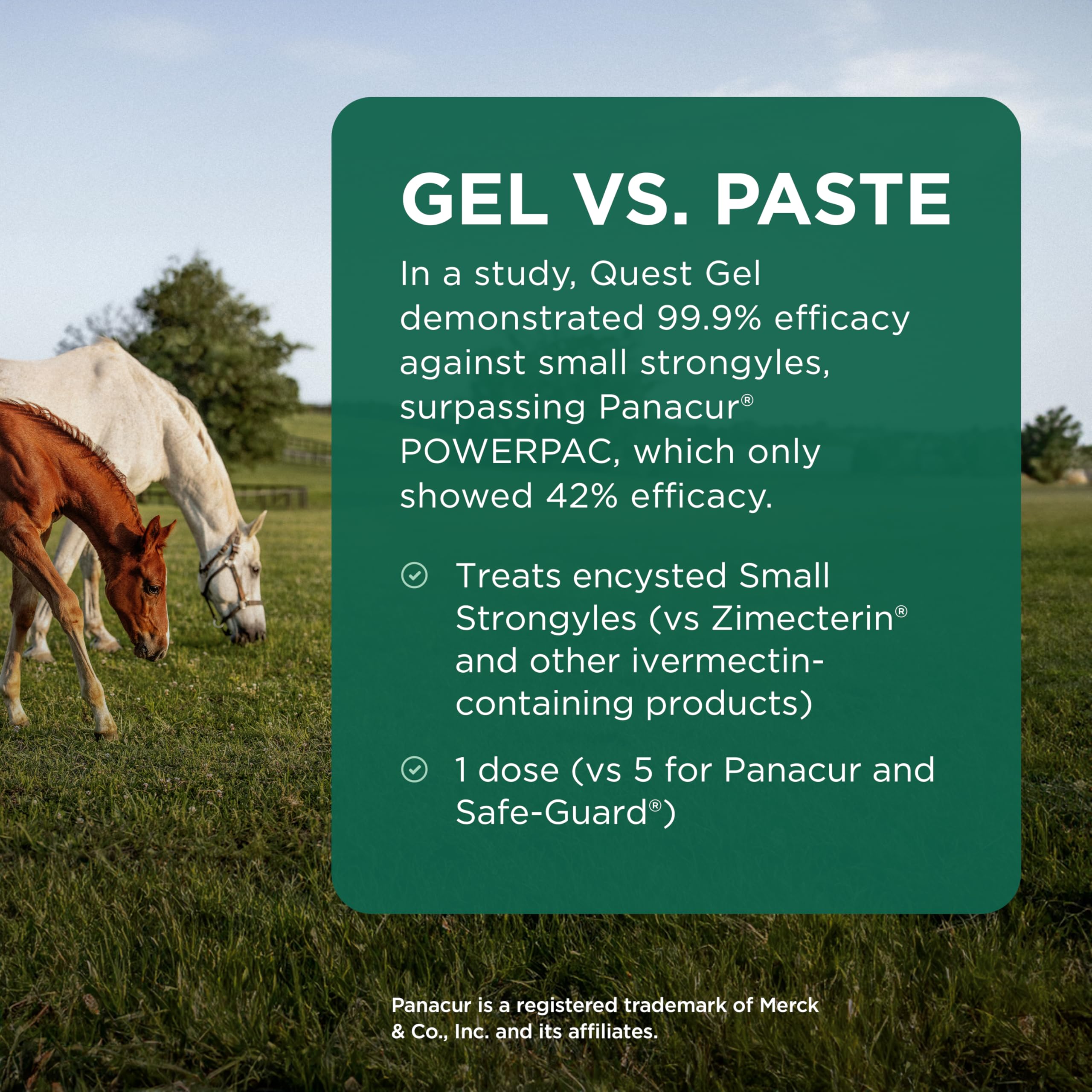 Quest Gel utilisable sur chevaux, poneys et poulains dès 6 mois.