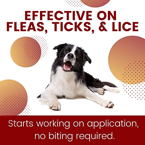 ZoGuard Plus – application sur le poil du chien, pose facile après promenade.