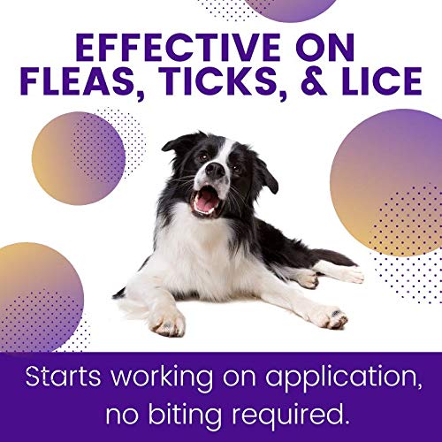 Chiens actifs bénéficient d'une protection ZoGuard Plus contre puces et tiques.