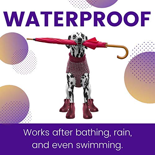 Chien après baignade : ZoGuard Plus reste efficace.