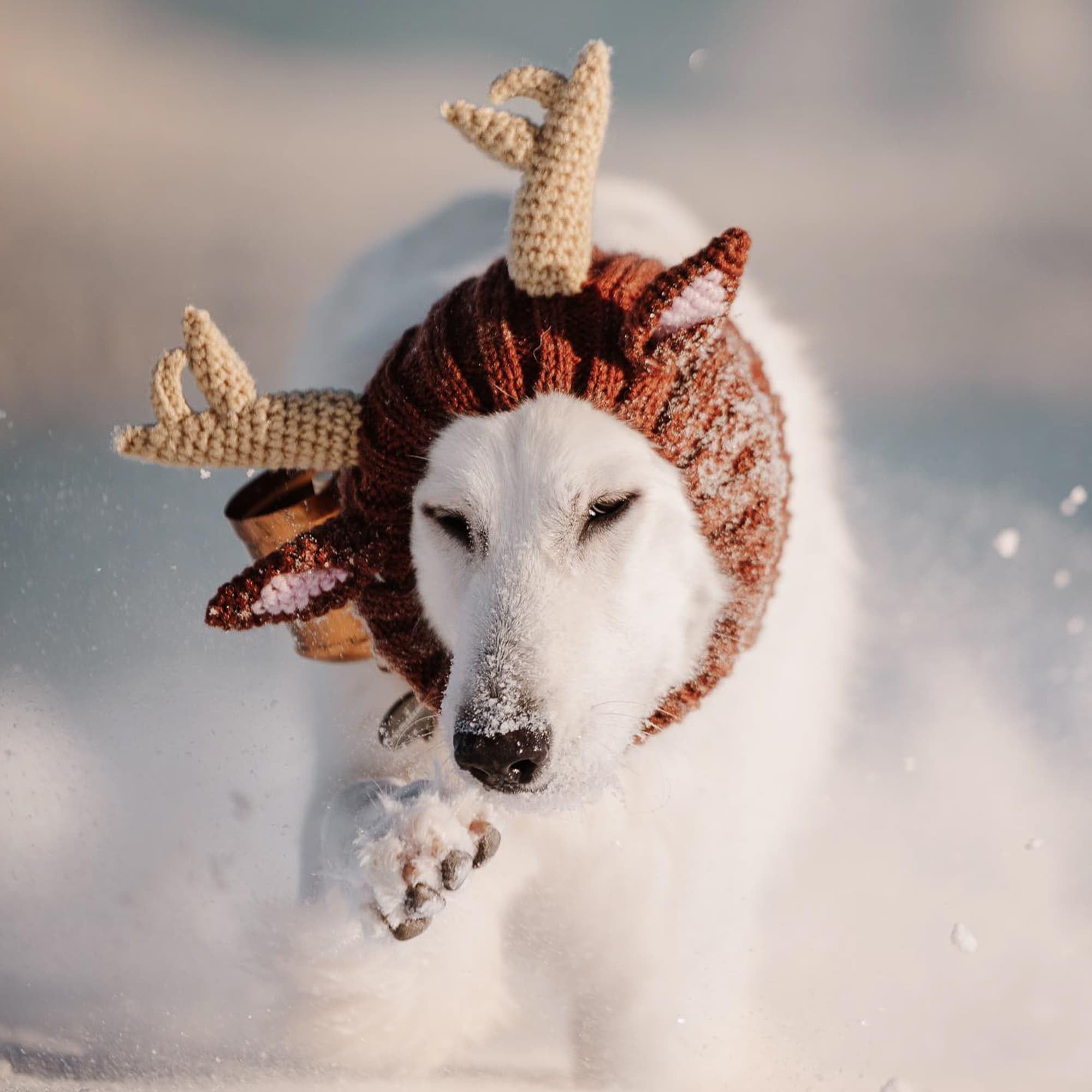 Zoo Snoods deguisement renne-chien-tricot, parfait pour Halloween et Noël