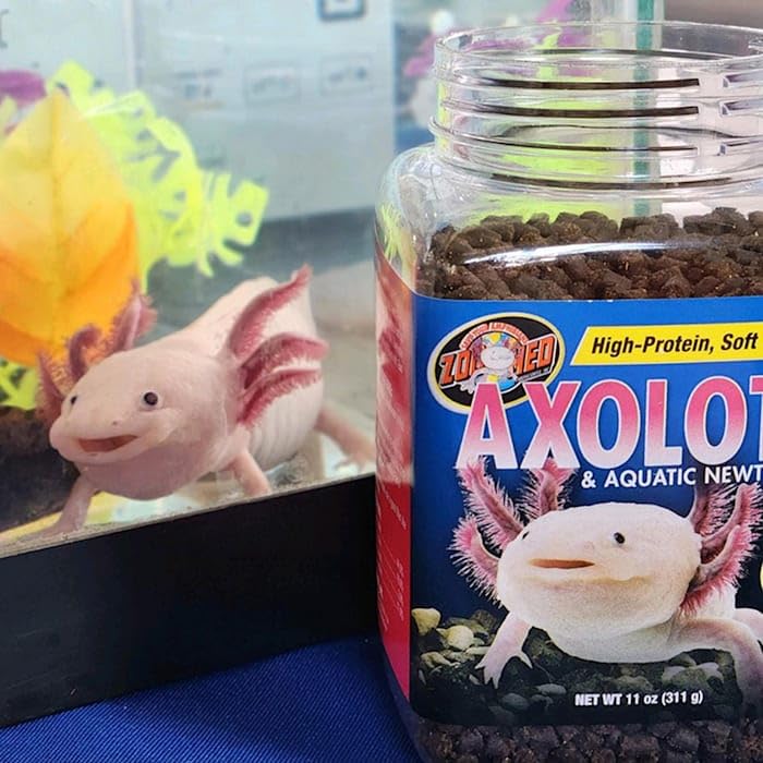 Moment d’alimentation paisible avec nourriture animale Zoo Med pour axolotl.