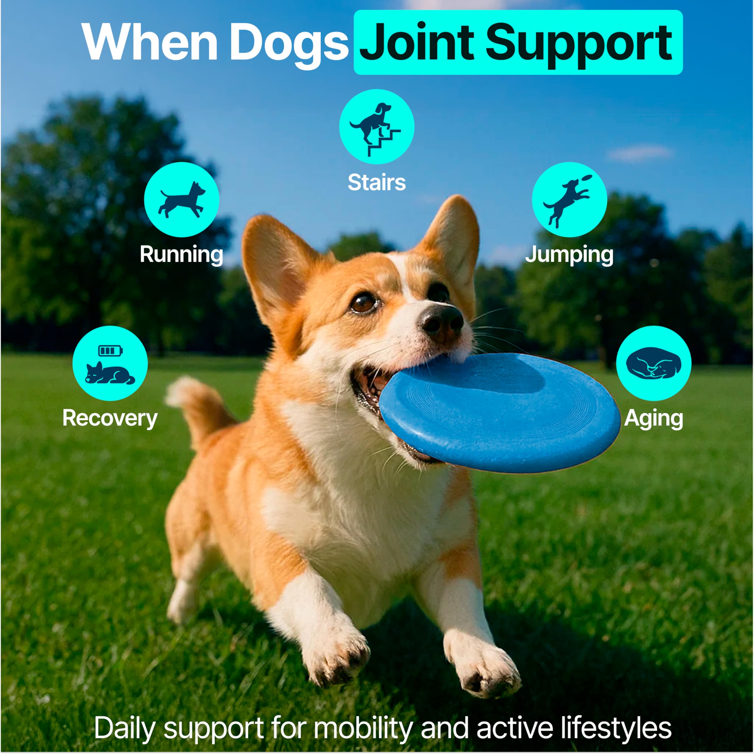 ZOOMEZEN pack-double-chien – pratique et économique.
