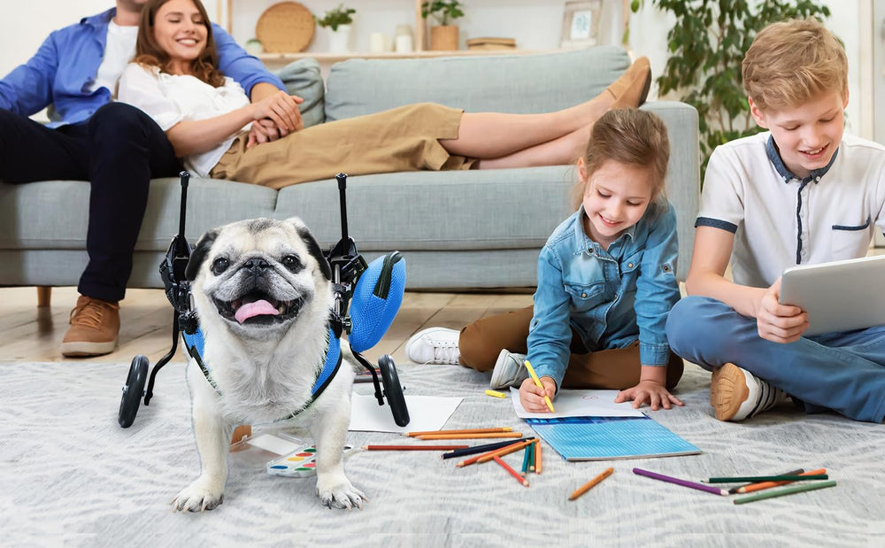 Zuagi harnais nylon-confort: répartition douce de la pression pour le confort du chien ou du chat.