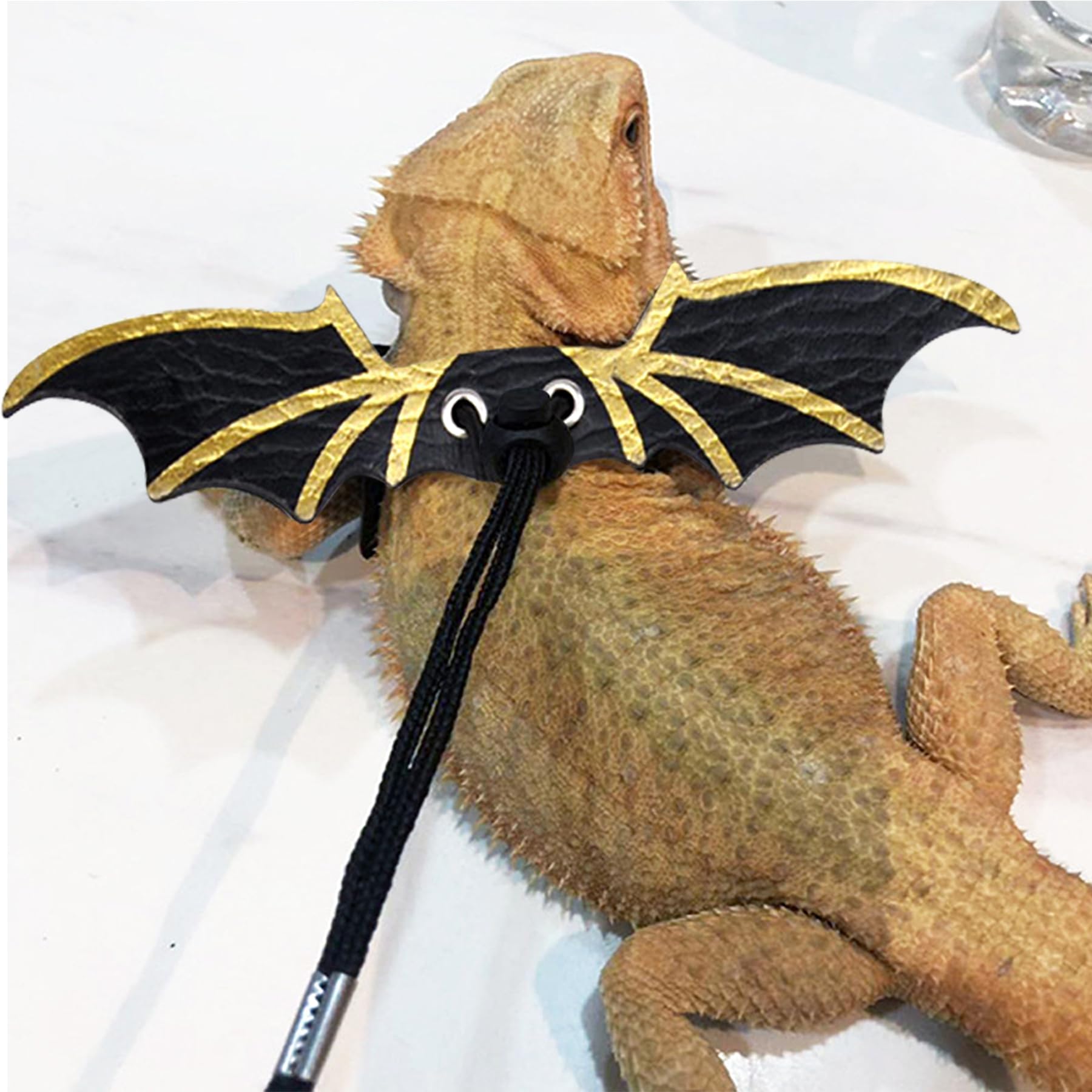 Ensemble harnais et laisse pour reptiles, ZukoCert, polyvalence extérieure.