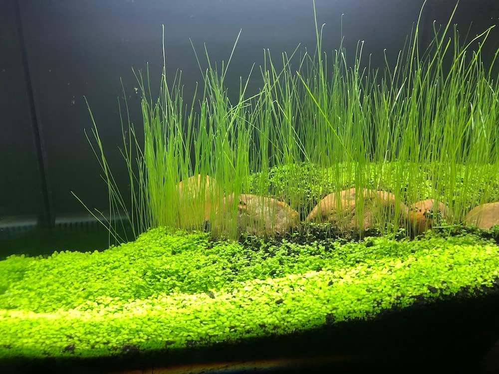 ZUQOVI conditions-culture-aquarium-temperature: paramètres optimaux pour les semis.