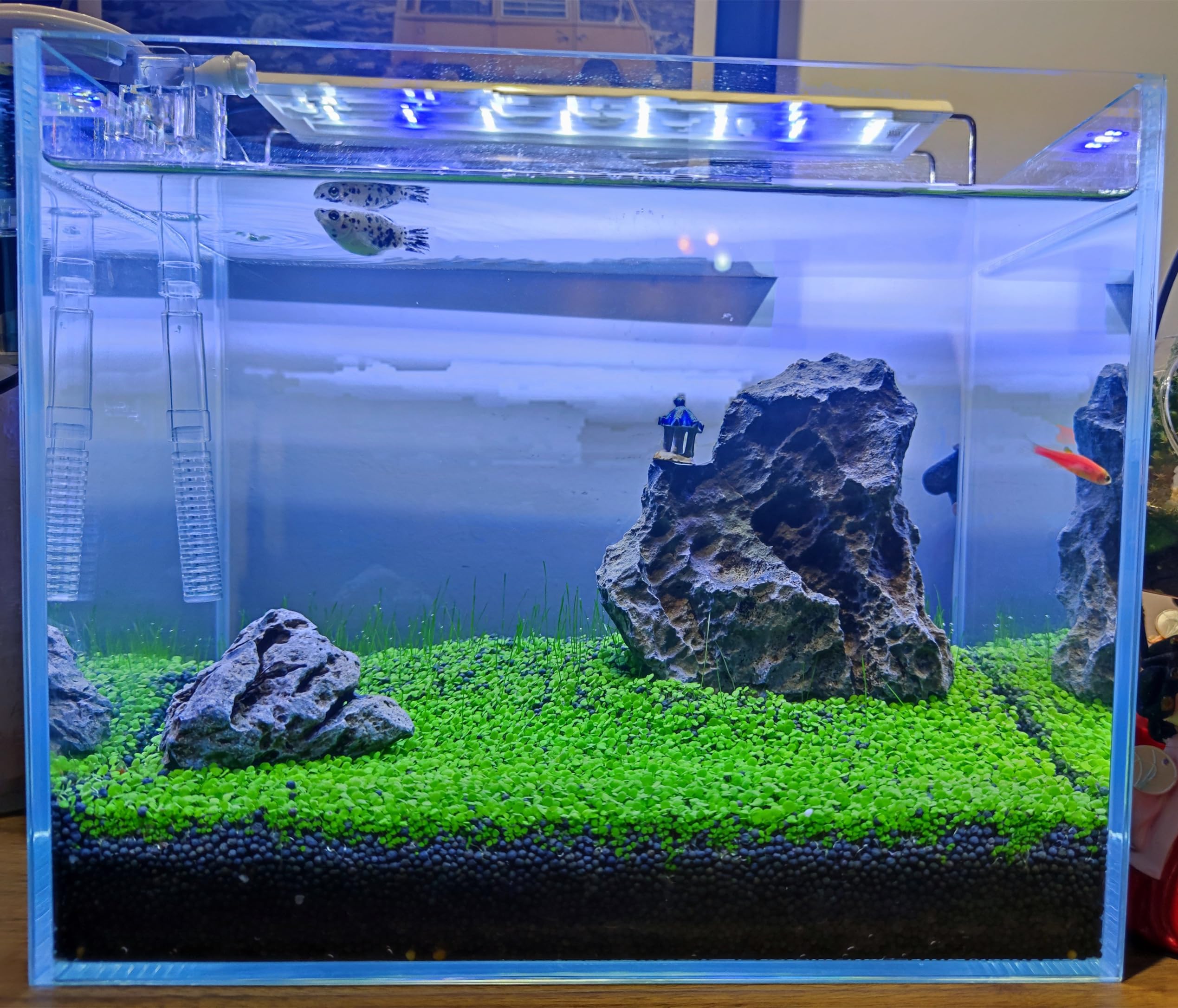 ZUQOVI germer-aquarium-rapide: premières pousses visibles en quelques jours.