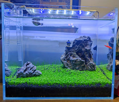 ZUQOVI germer-aquarium-rapide: premières pousses visibles en quelques jours.