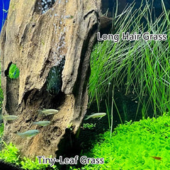 ZUQOVI graines-aquarium-long-cheveux: croissance dense pour couverture du fond.