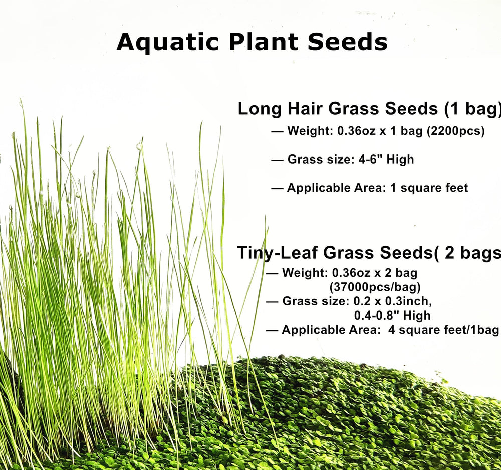 ZUQOVI graines-aquarium-petites-feuilles: germination rapide pour tapis vert.