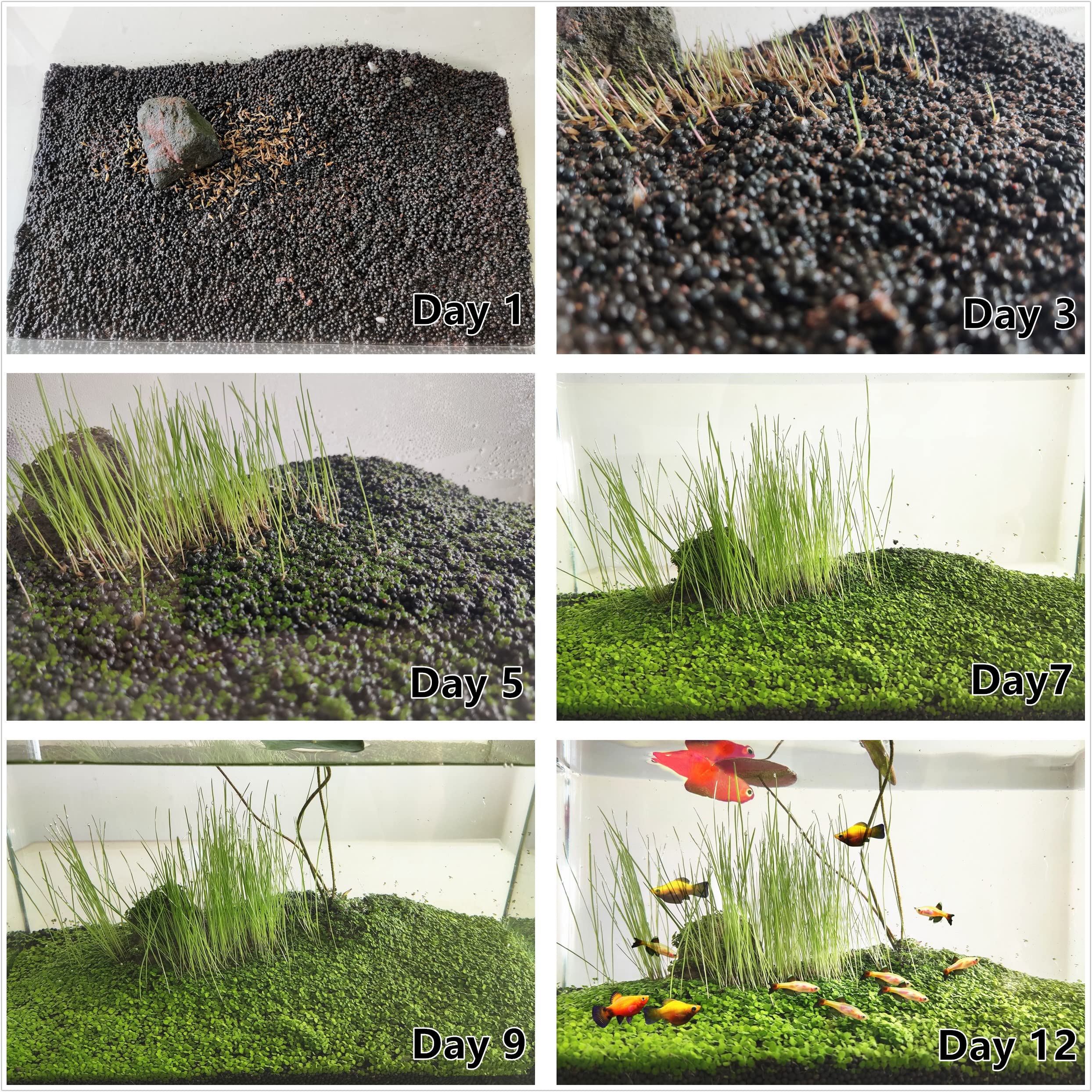 ZUQOVI guide-germer-plantes-aquarium: démarrage simple et instructions étape par étape.