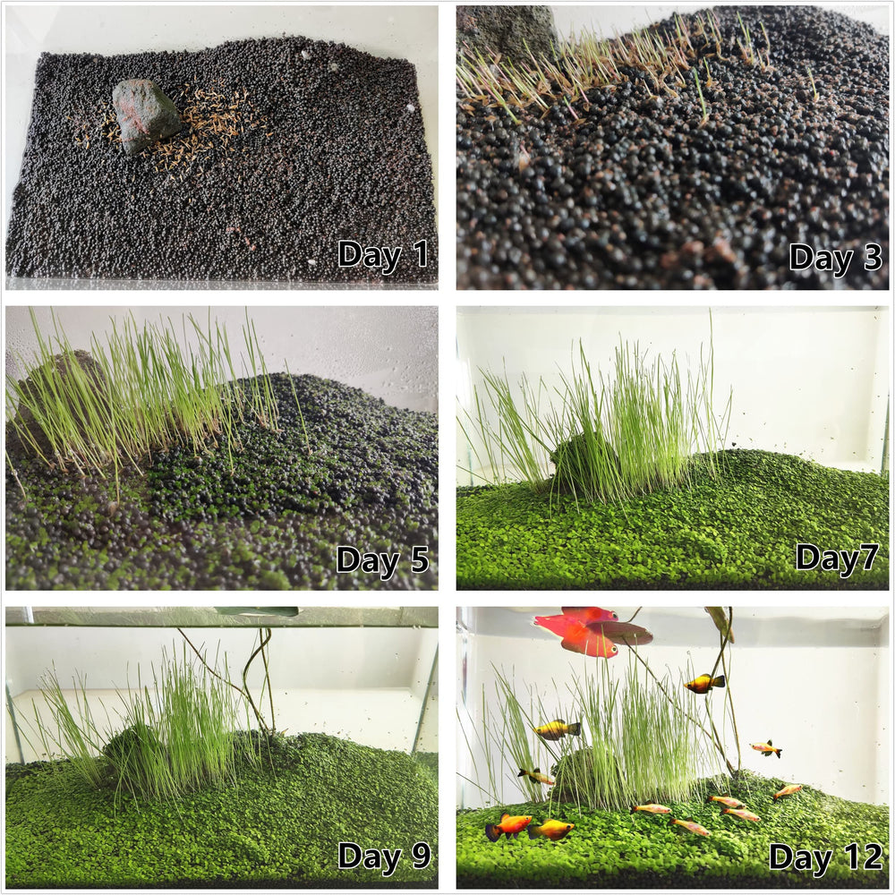 ZUQOVI guide-germer-plantes-aquarium: démarrage simple et instructions étape par étape.