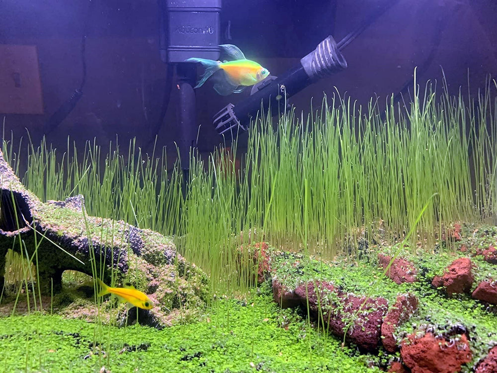 ZUQOVI securite-plantes-aquarium-oxygene: plantes qui peuvent améliorer l’oxygénation.
