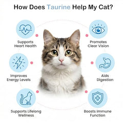 zybeauty Taurine pour chats — doseur inclus pour des dosages précis.